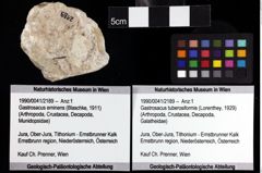 Foto (Objket + Etiketten) von Gastrosacus tuberosiformis (Lorenthey, 1929) 